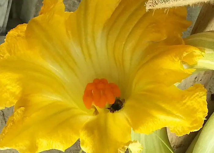 Agriturismo Fioredizucca